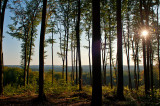 Sunshine In Beech Forest