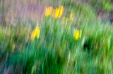 Meadow Flowers