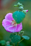 The Last Blooming