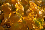 Sunny October
