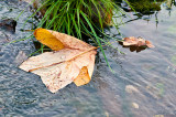 Leaf In The Stream