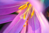 Autumn Crocus