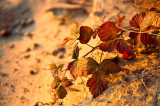 Fall Colors On The Sand