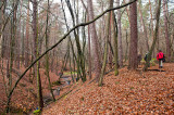 Trekking In Beech Forest Ravines