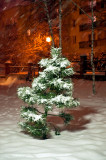 Night Snowing