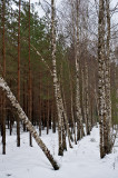 Birches And Pines