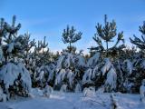 Snow Covered Spruces