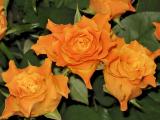  Roses Are Blooming