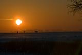 Roe-deer In The Sunset