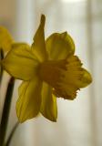 Daffodil