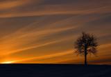 Lone Tree Sunset