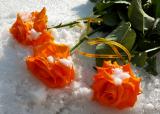 Roses In The Snow