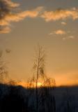 Birch-tree's Silhouette