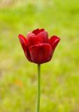 Lone Red Tulip