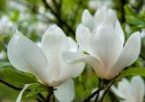 White Magnolias