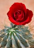 Cactus And A Rose