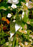 Garden Forks