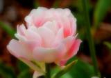 Soft Beauty