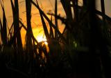 Through The Reeds