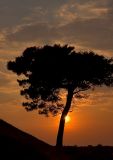 Lonely Pine Sunset