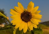 Croatian Sunflower