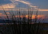 Evening Reeds