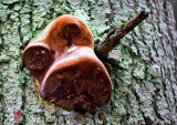 Fir Tree Fungus