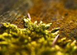 Moss And Lichen