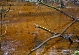 Branches In The Creek