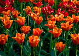 Carpet Of Tulips