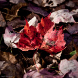 Foliage