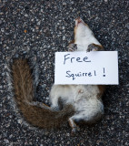 Day 187 - Free Squirrel
