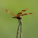 Red Dragon Striped Wings