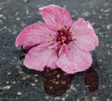 Puddle Flower