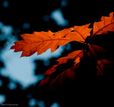 Leaf lighting