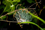 Misty Spiderweb
