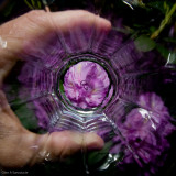 Through the drinking glass - Rhodadendrum