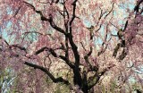 Cherry blossom in Nijō-castle Kyoto
