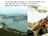 Jindo suspension bridge and live octopus at Pusans Haeyundae Beach