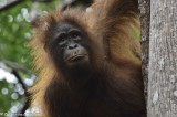 Orangutan