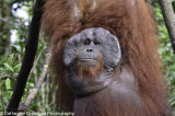 Orangutan