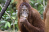 Orangutan