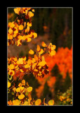 Shades of Autumn Color