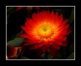 A Gift of Beauty
