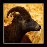 Bighorn