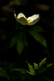 Angel Light in the Darkness