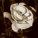 Memories of Beauty So Desired