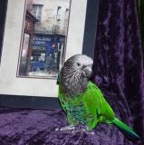 Shemya - Hawkhead Parrot
