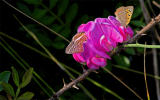 butterflies and flower