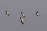 DSC_7470  white storks.jpg